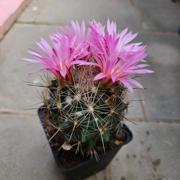 Coryphantha magentae - Lau 1244